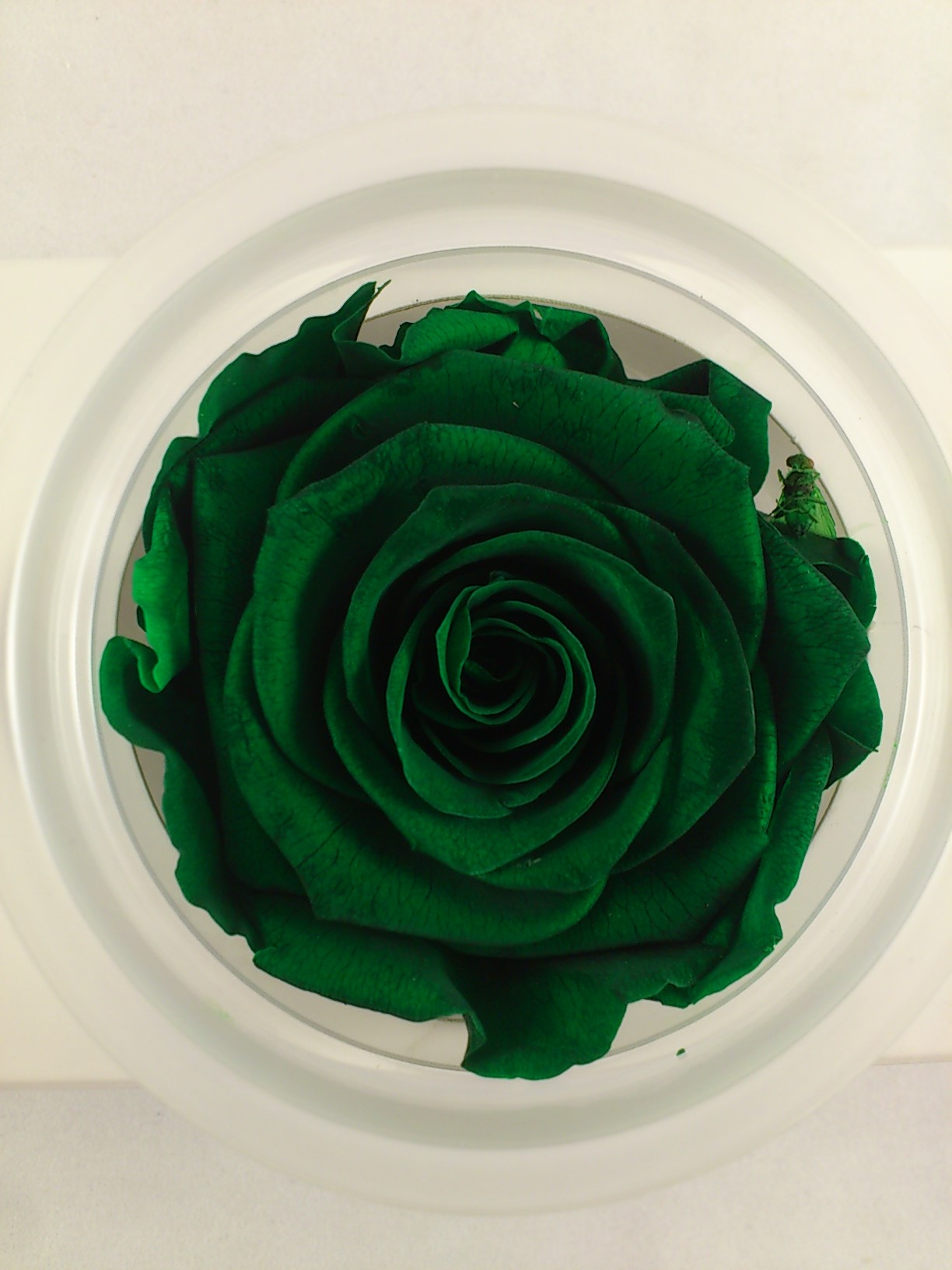 Geconserveerde roos XL Ø 6-6.5 cm emerald green